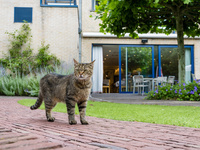 Kat binnentuin woonzorgcentrum seniorcity gent
